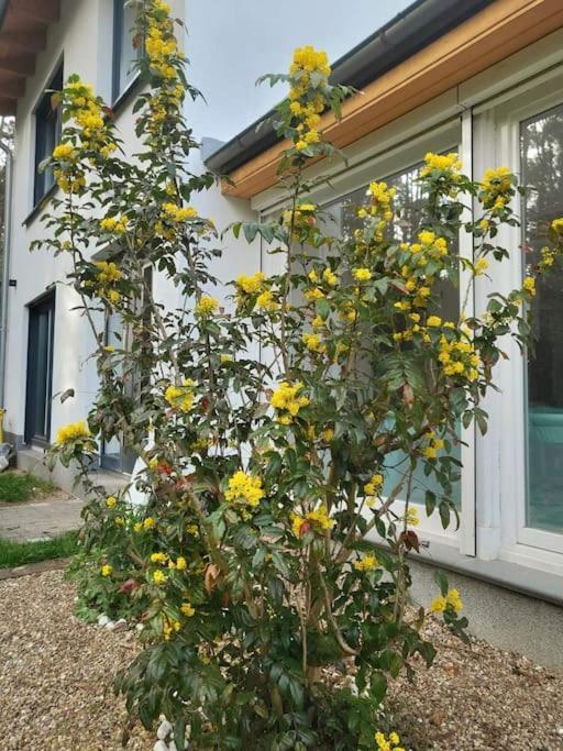 Haus Am Walde Apartment Mullrose Luaran gambar