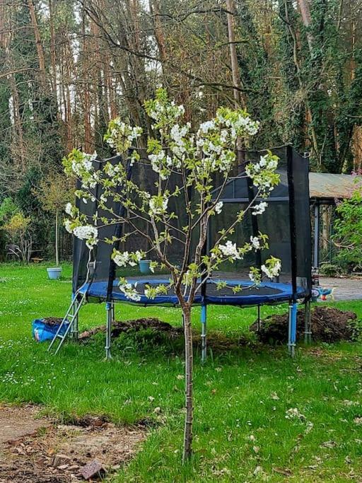 Haus Am Walde Apartment Mullrose Luaran gambar